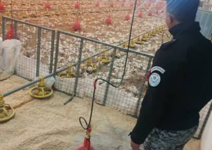 جهاز الجمركية : ضبط 1500 صوص حبش لاحم قادم من إسرائيل